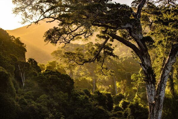 Arbre nature